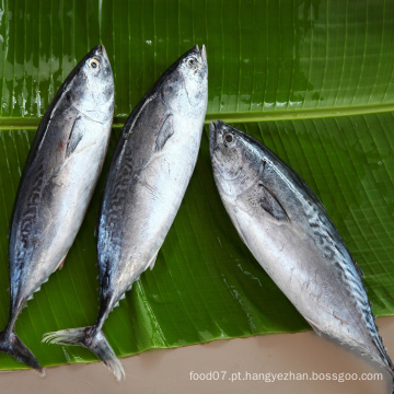 Preço barato Bonito congelado Skipjack Fish